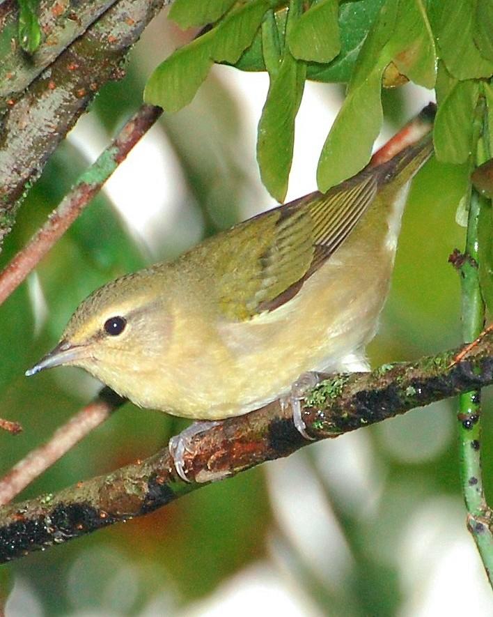 Tennessee Warbler Photo by David Hollie