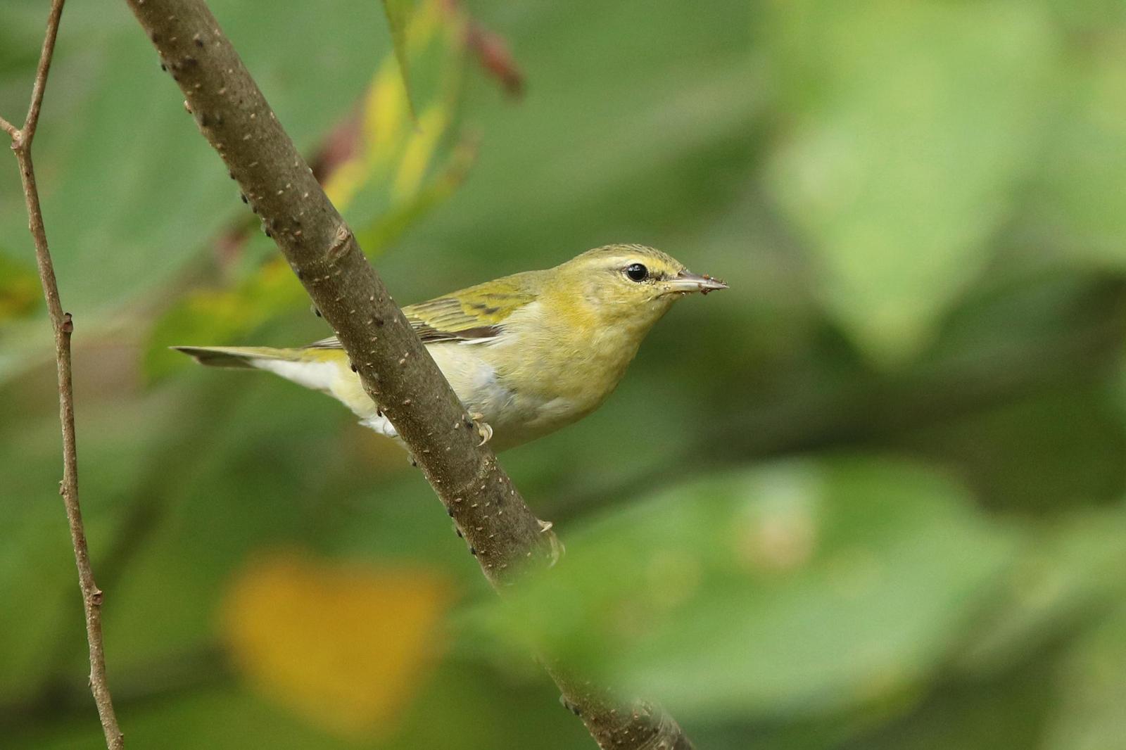 Tennessee Warbler Photo by Kristy Baker