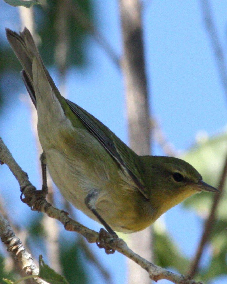 Tennessee Warbler Photo by Andrew Core
