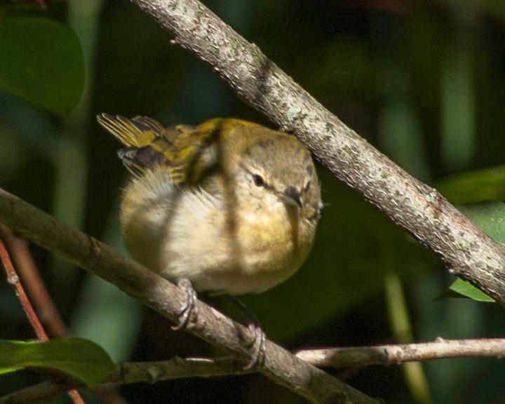 Tennessee Warbler Photo by Jean-Pierre LaBrèche