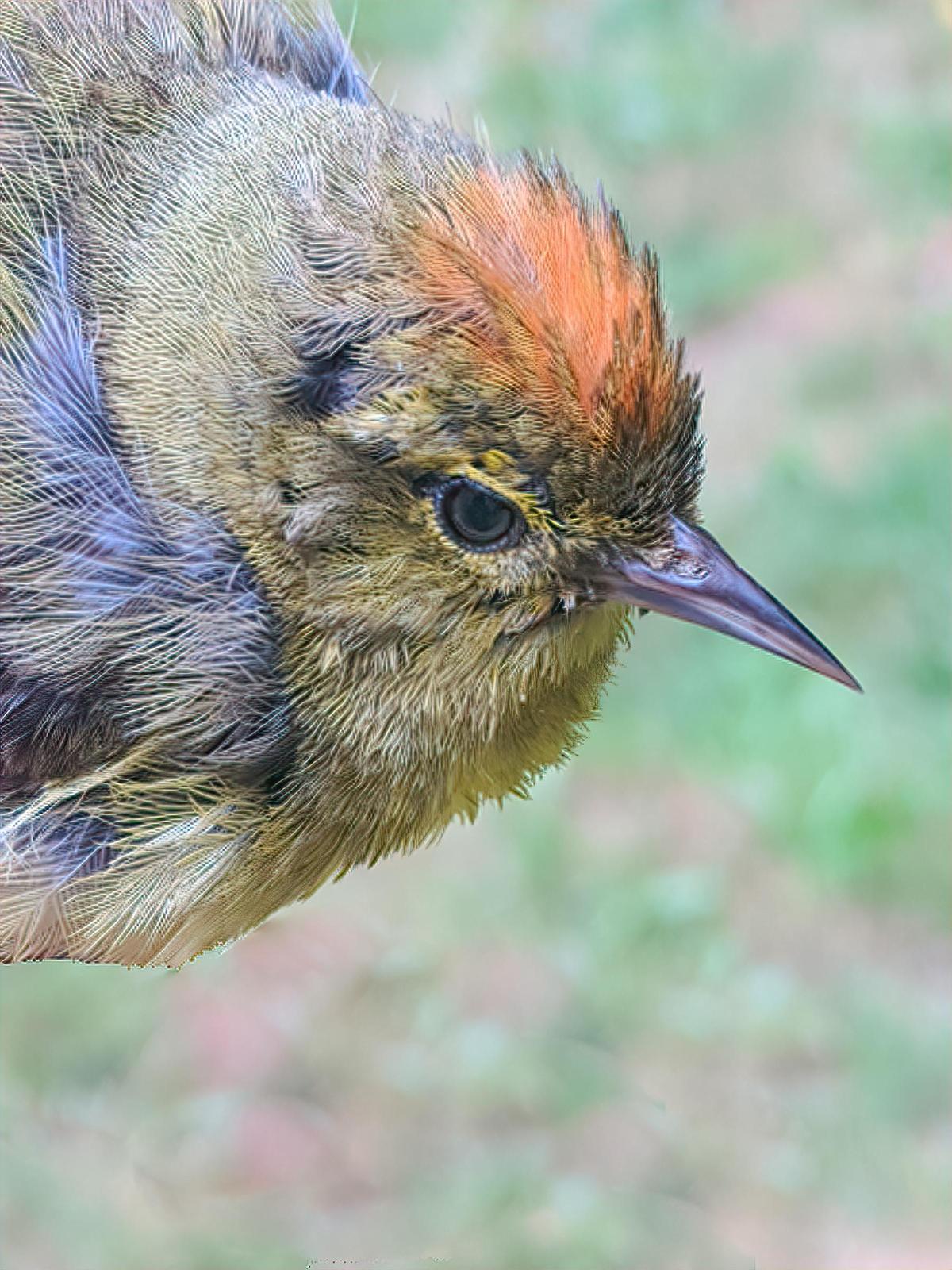 Orange-crowned Warbler Photo by Dan Tallman