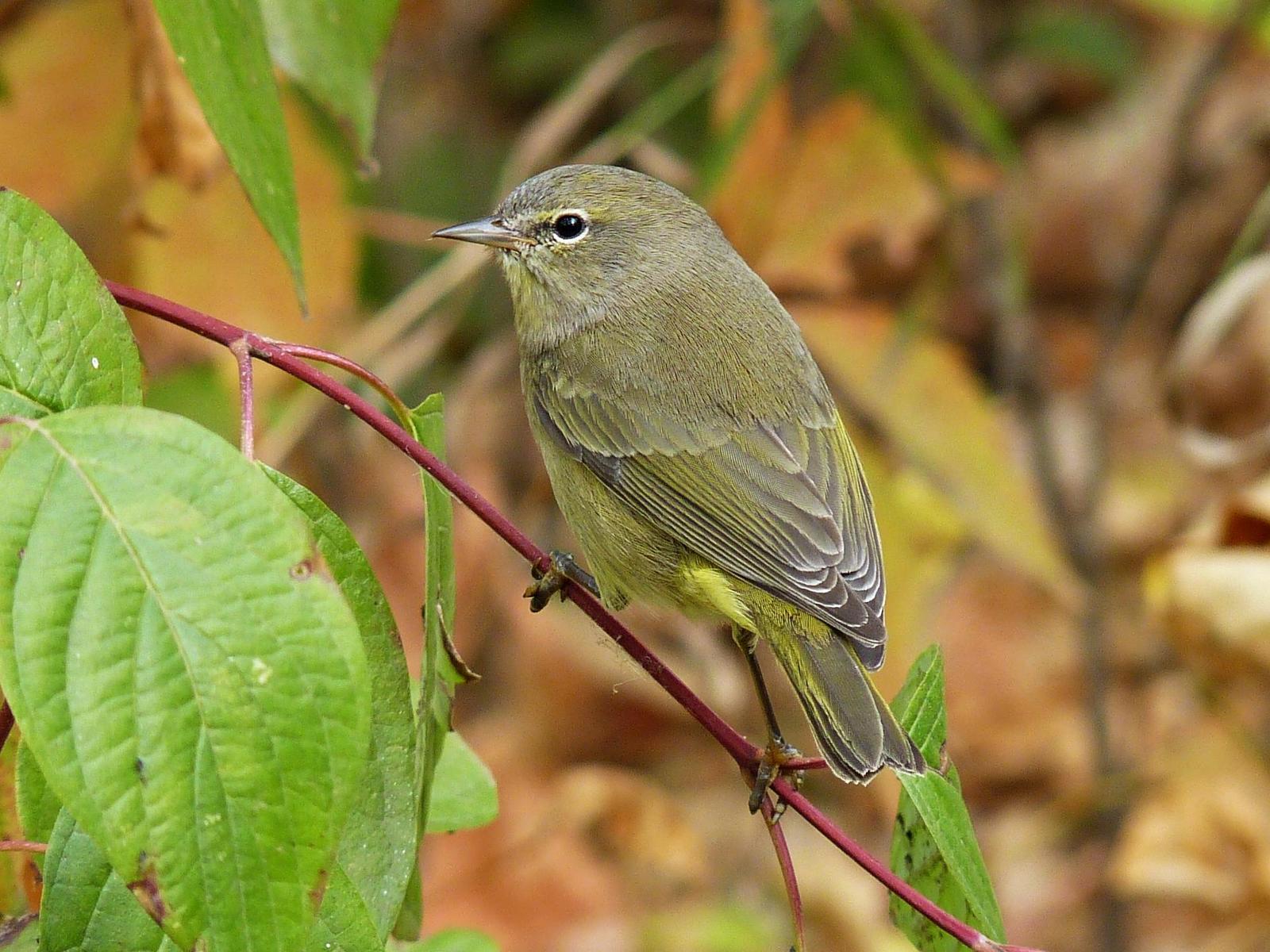 Orange-crowned Warbler Photo by Bob Neugebauer