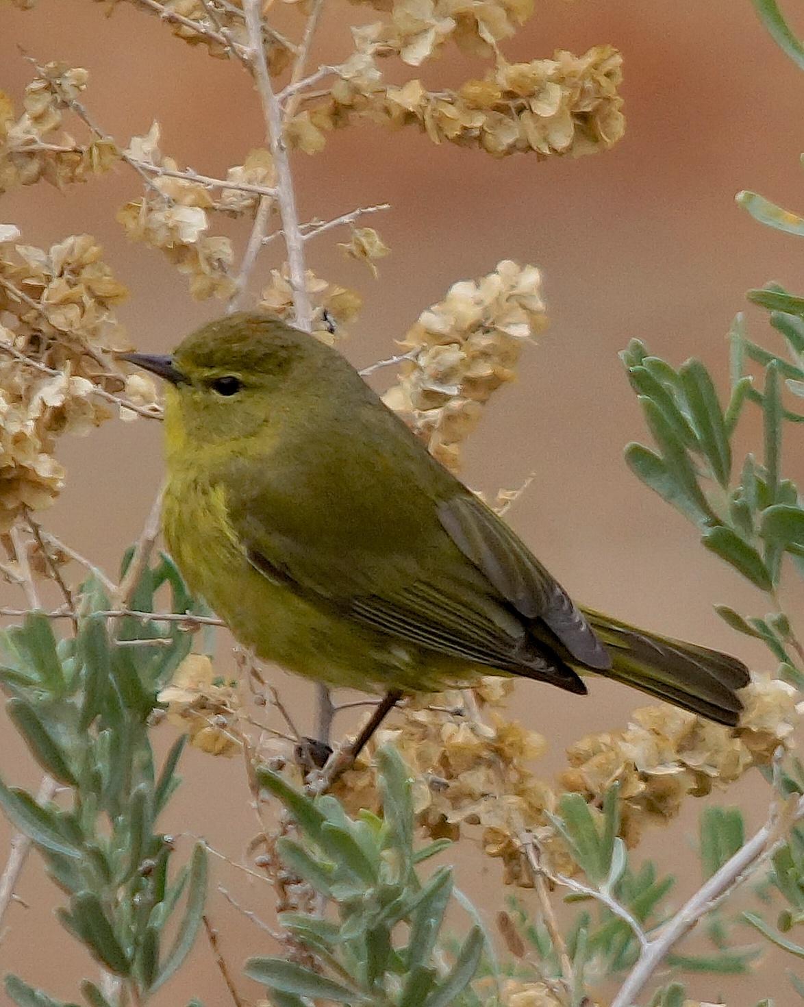 Orange-crowned Warbler Photo by Gerald Hoekstra