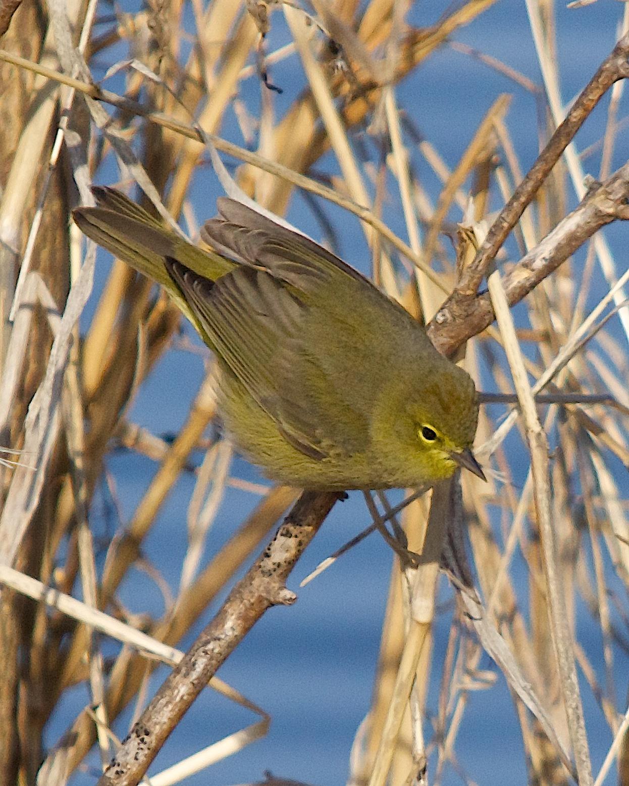 Orange-crowned Warbler Photo by Gerald Hoekstra