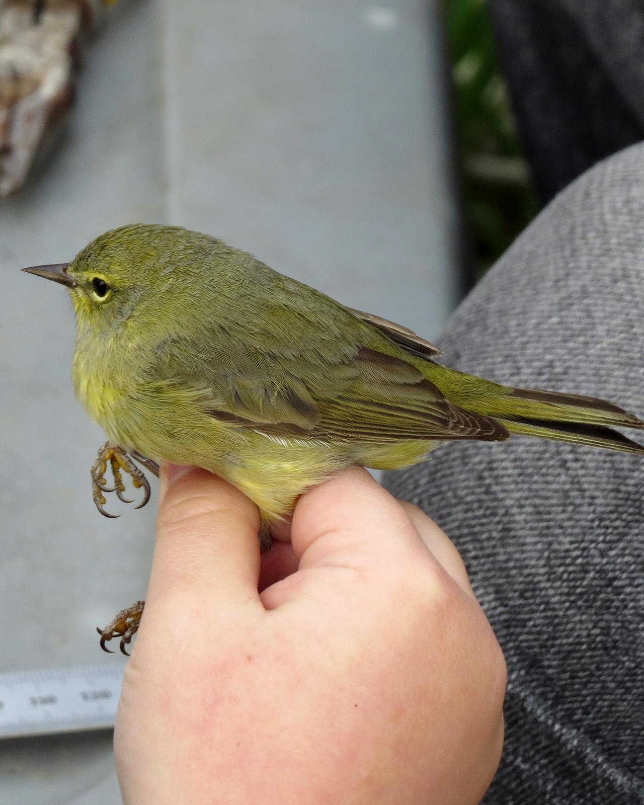 Orange-crowned Warbler Photo by Kelly Preheim