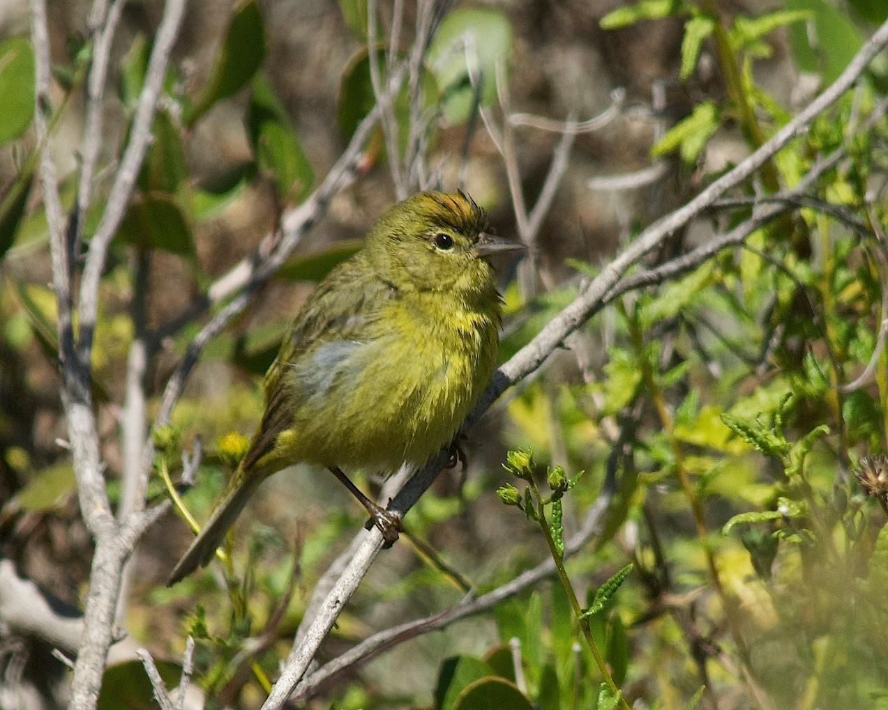 Orange-crowned Warbler Photo by Gerald Hoekstra