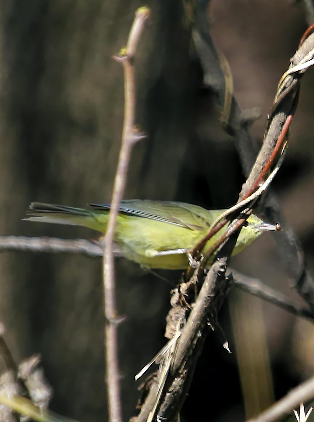 Orange-crowned Warbler Photo by Dan Tallman