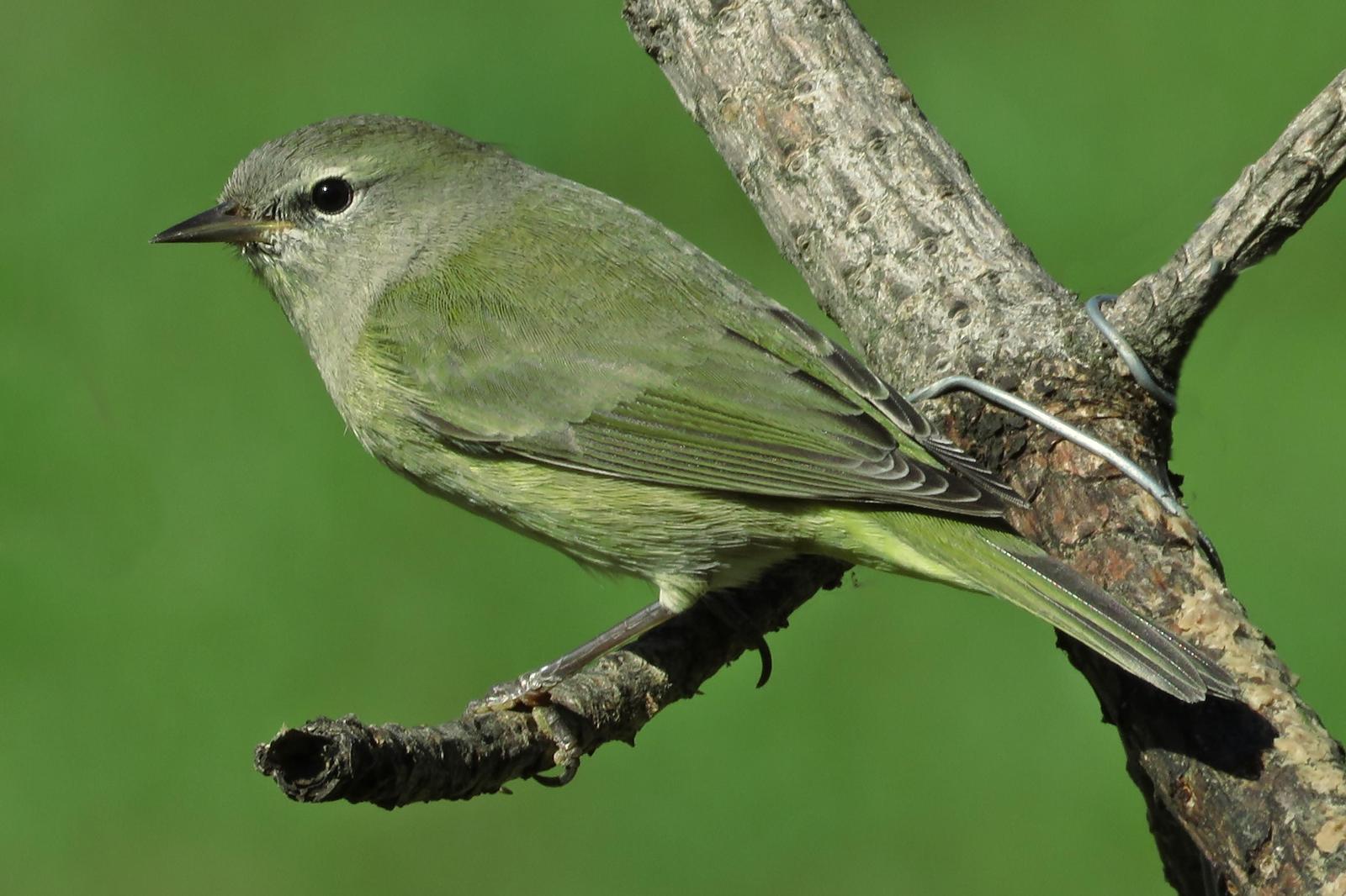 Orange-crowned Warbler Photo by Bob Neugebauer