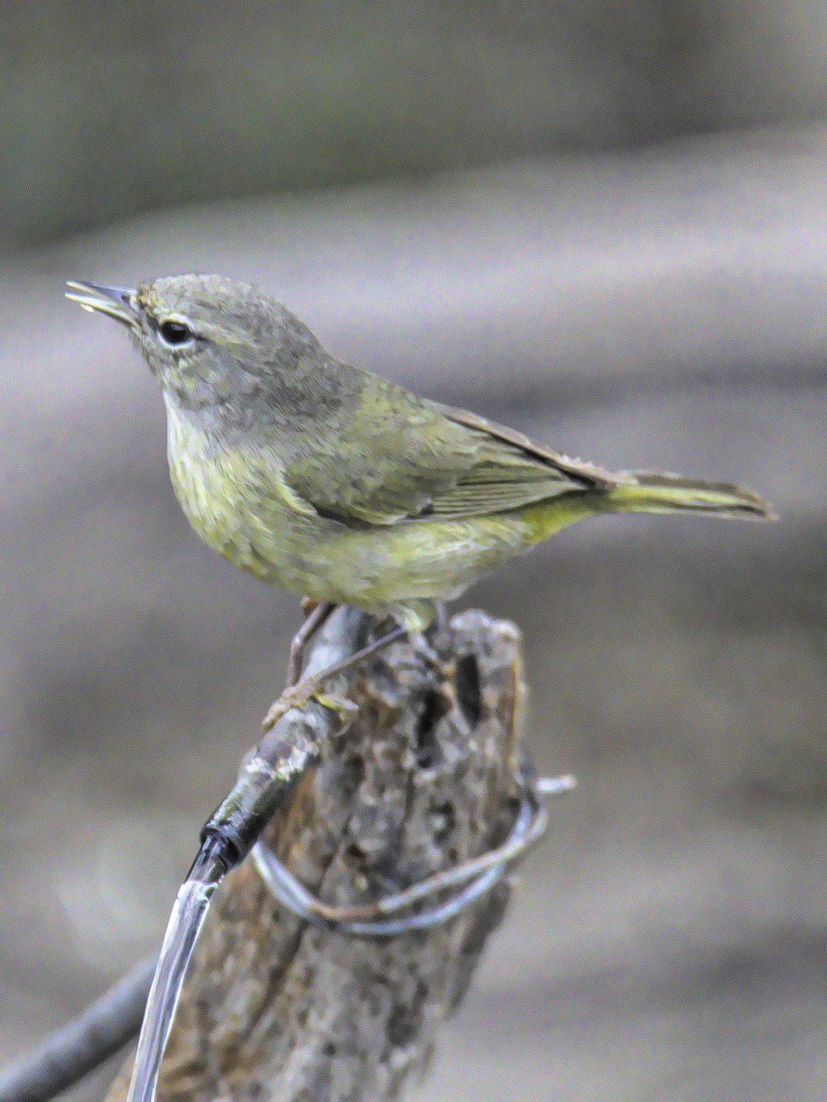 Orange-crowned Warbler Photo by Dan Tallman