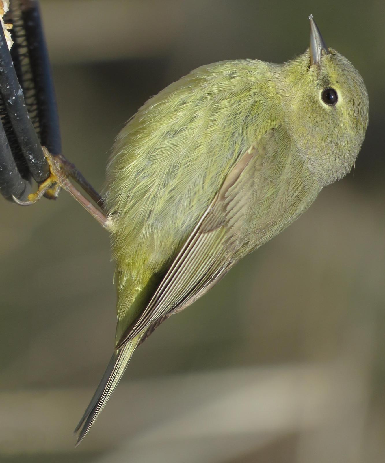 Orange-crowned Warbler Photo by Bob Neugebauer