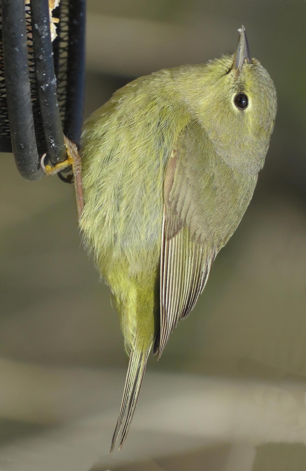 Orange-crowned Warbler Photo by Bob Neugebauer