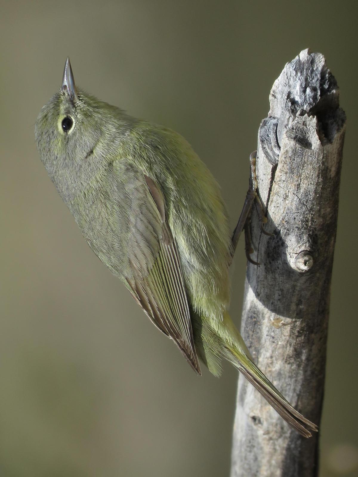 Orange-crowned Warbler Photo by Bob Neugebauer