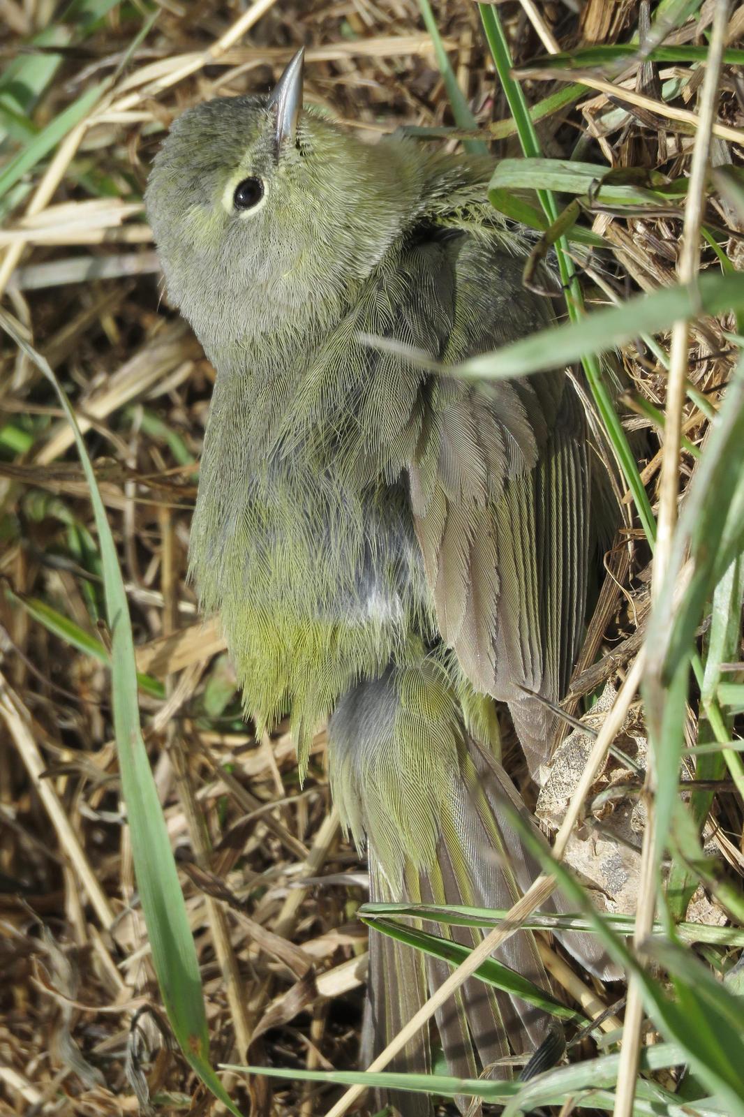 Orange-crowned Warbler Photo by Bob Neugebauer