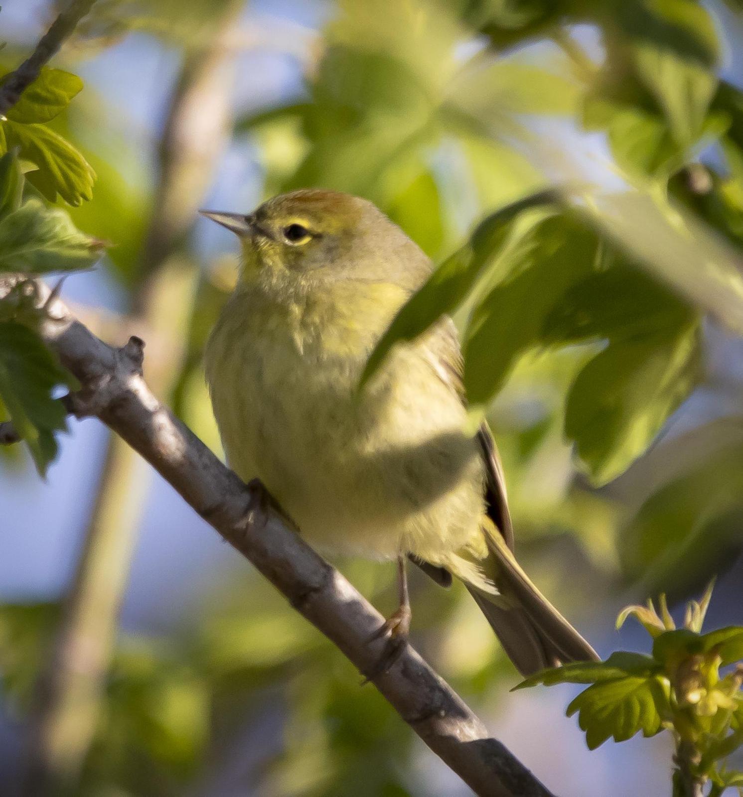 Orange-crowned Warbler Photo by Tom Gannon