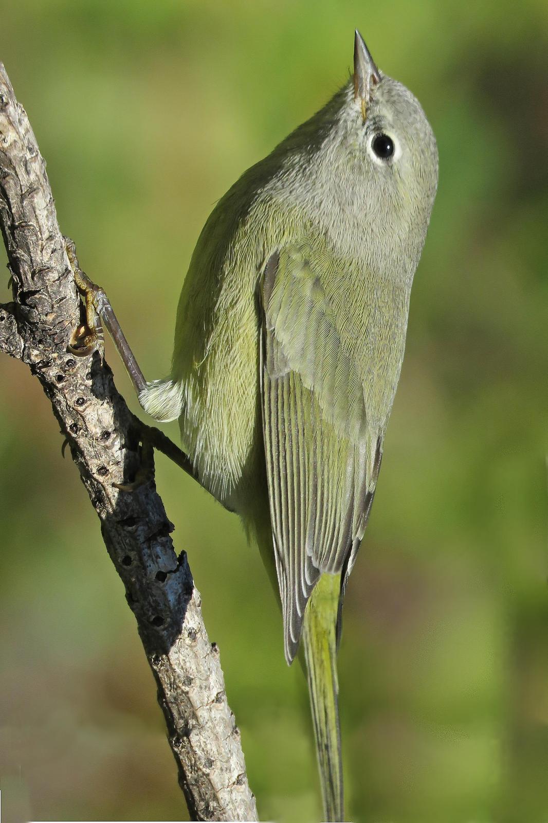 Orange-crowned Warbler Photo by Bob Neugebauer