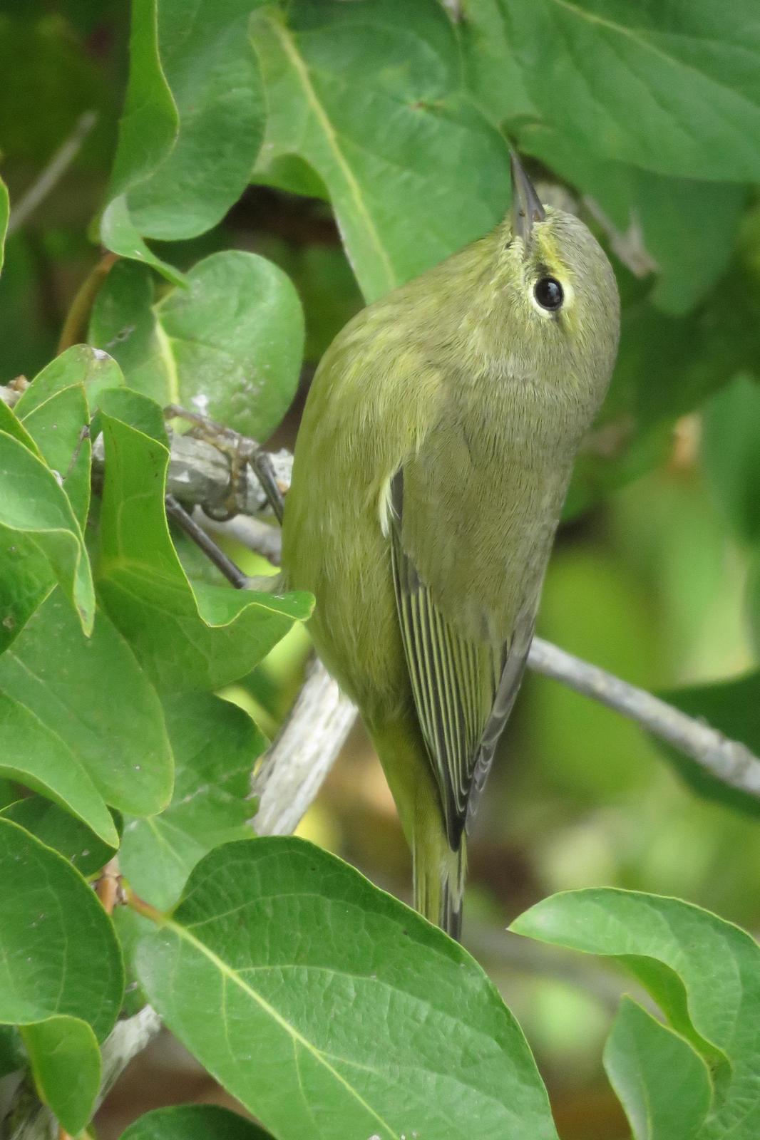 Orange-crowned Warbler Photo by Bob Neugebauer