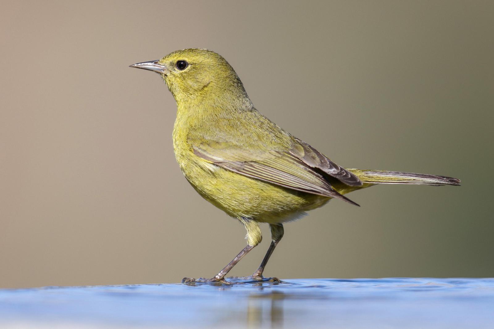 Orange-crowned Warbler Photo by Tom Ford-Hutchinson