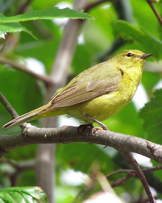 Orange-crowned Warbler Photo by Ashley Bradford