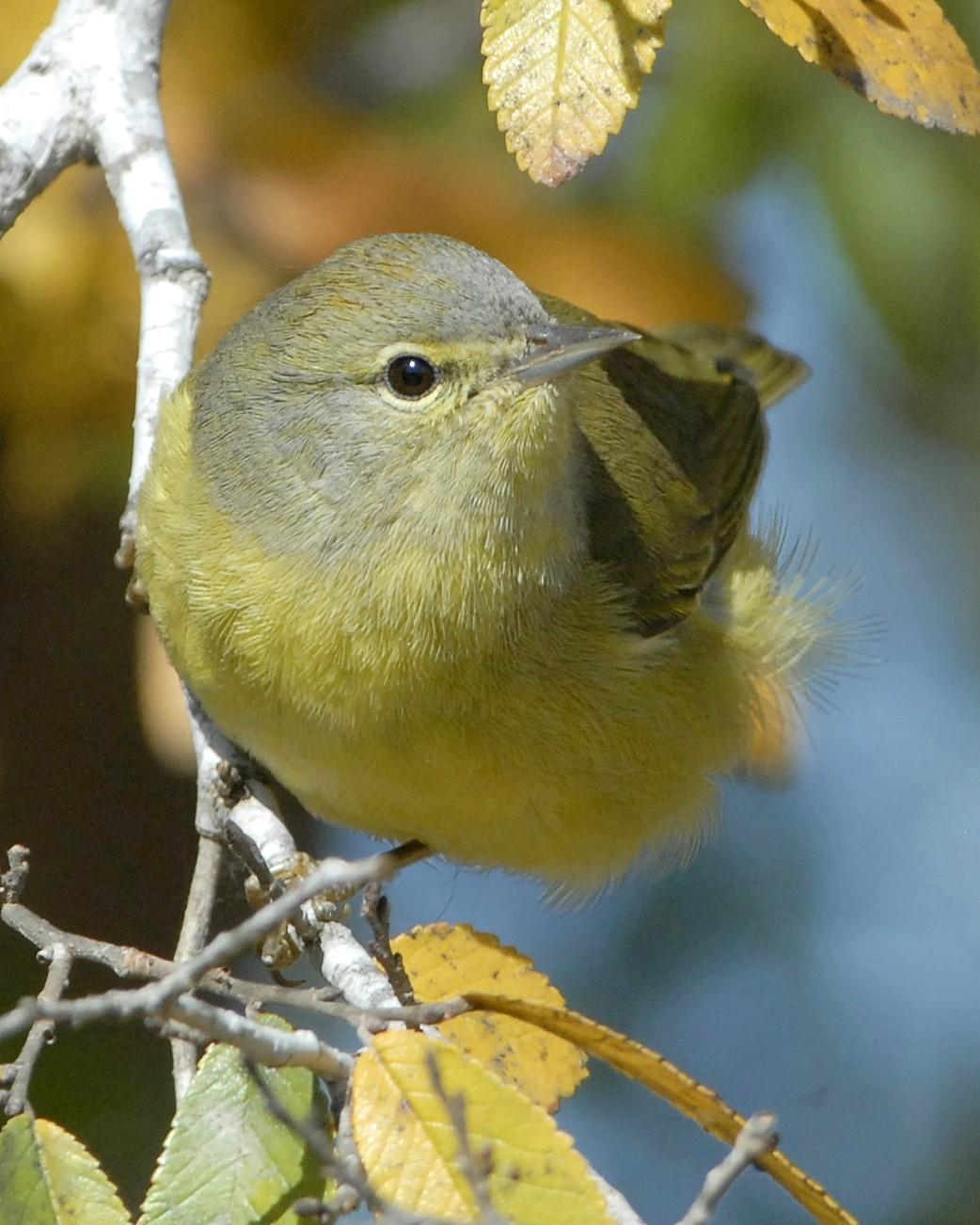 Orange-crowned Warbler Photo by David Hollie