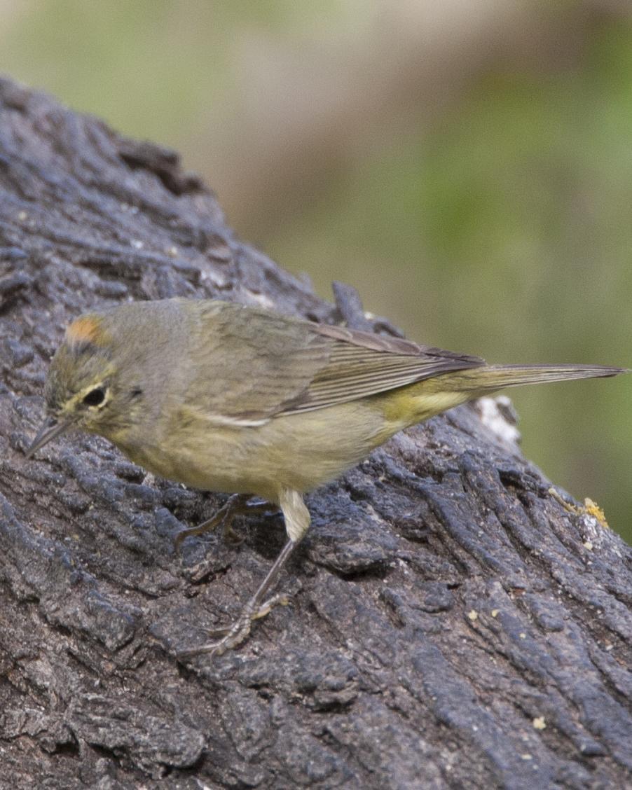 Orange-crowned Warbler Photo by Jeff Moore