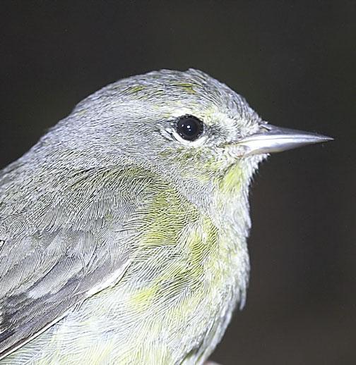 Orange-crowned Warbler Photo by Dan Tallman