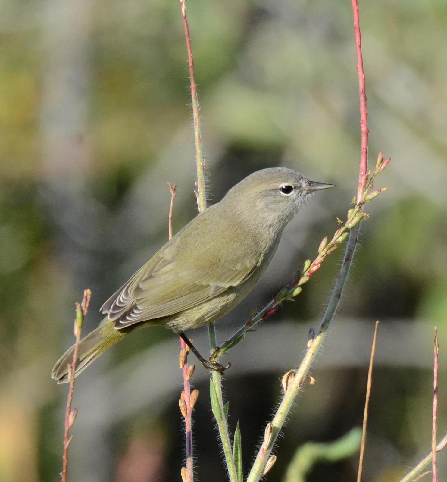 Orange-crowned Warbler Photo by Steven Mlodinow