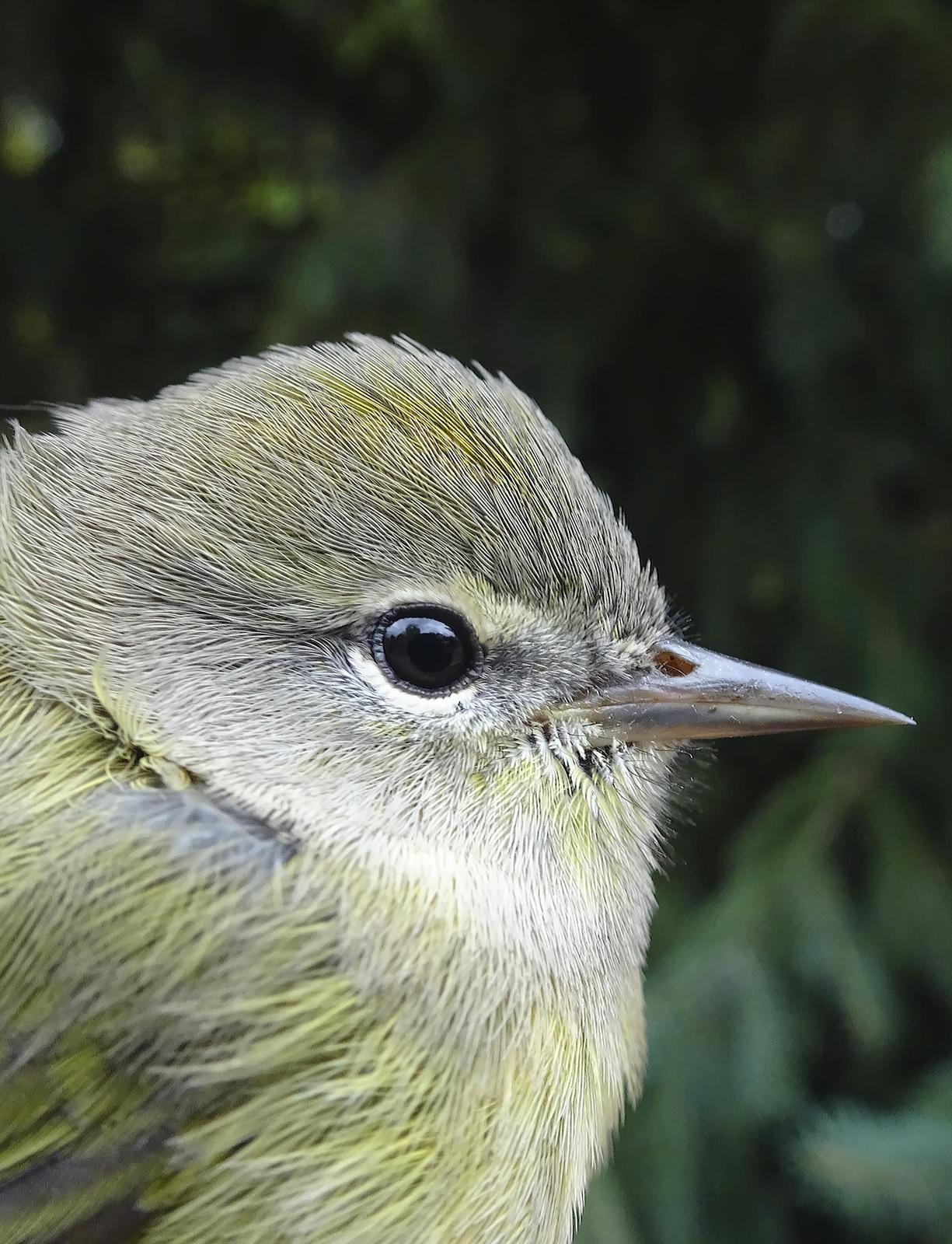 Orange-crowned Warbler Photo by Dan Tallman