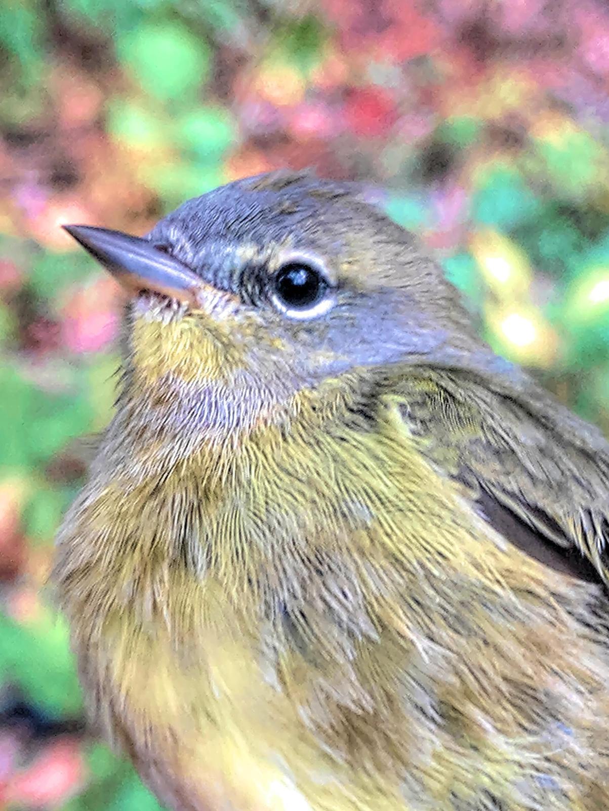 Orange-crowned Warbler Photo by Dan Tallman