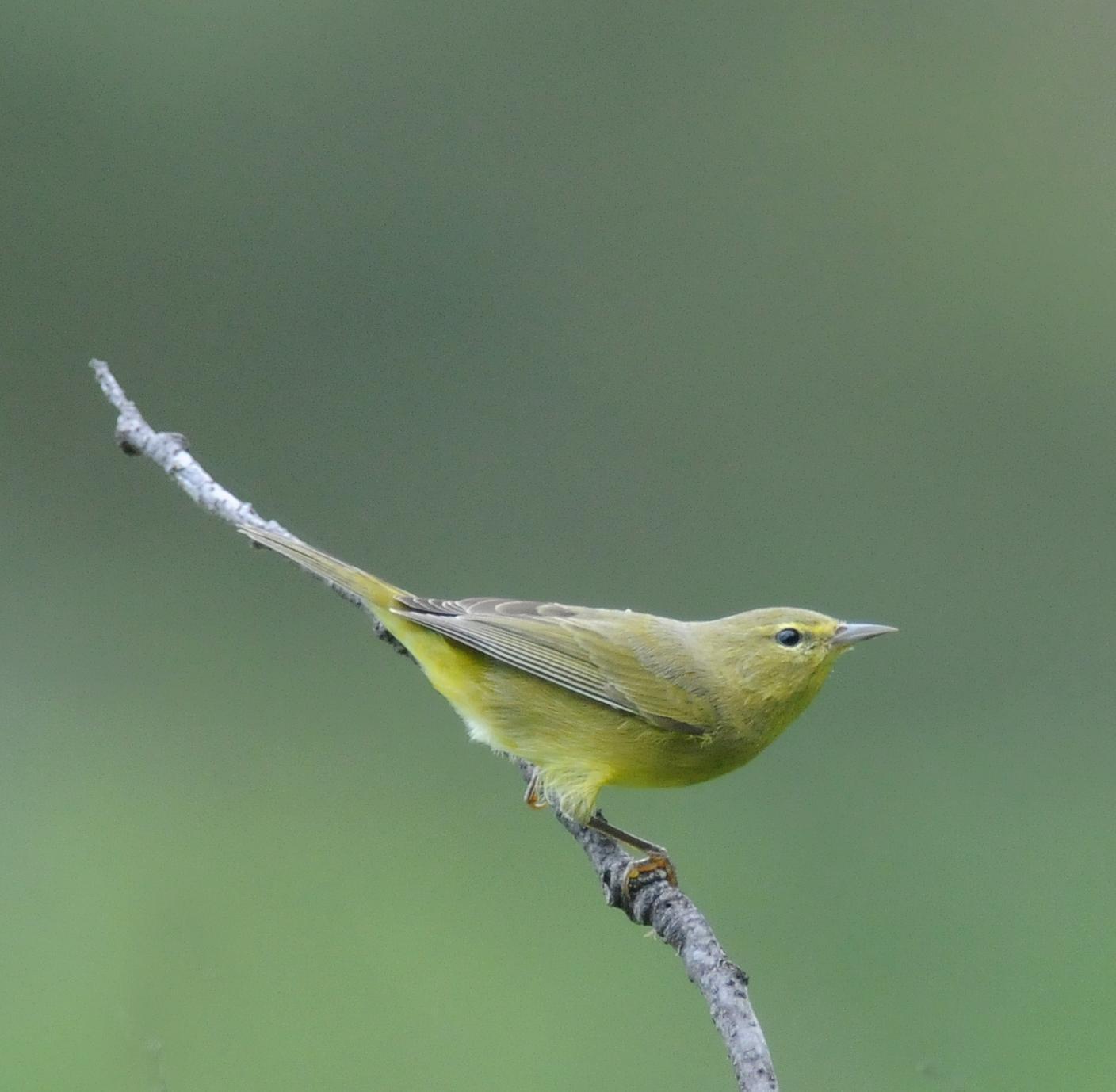 Orange-crowned Warbler Photo by Steven Mlodinow