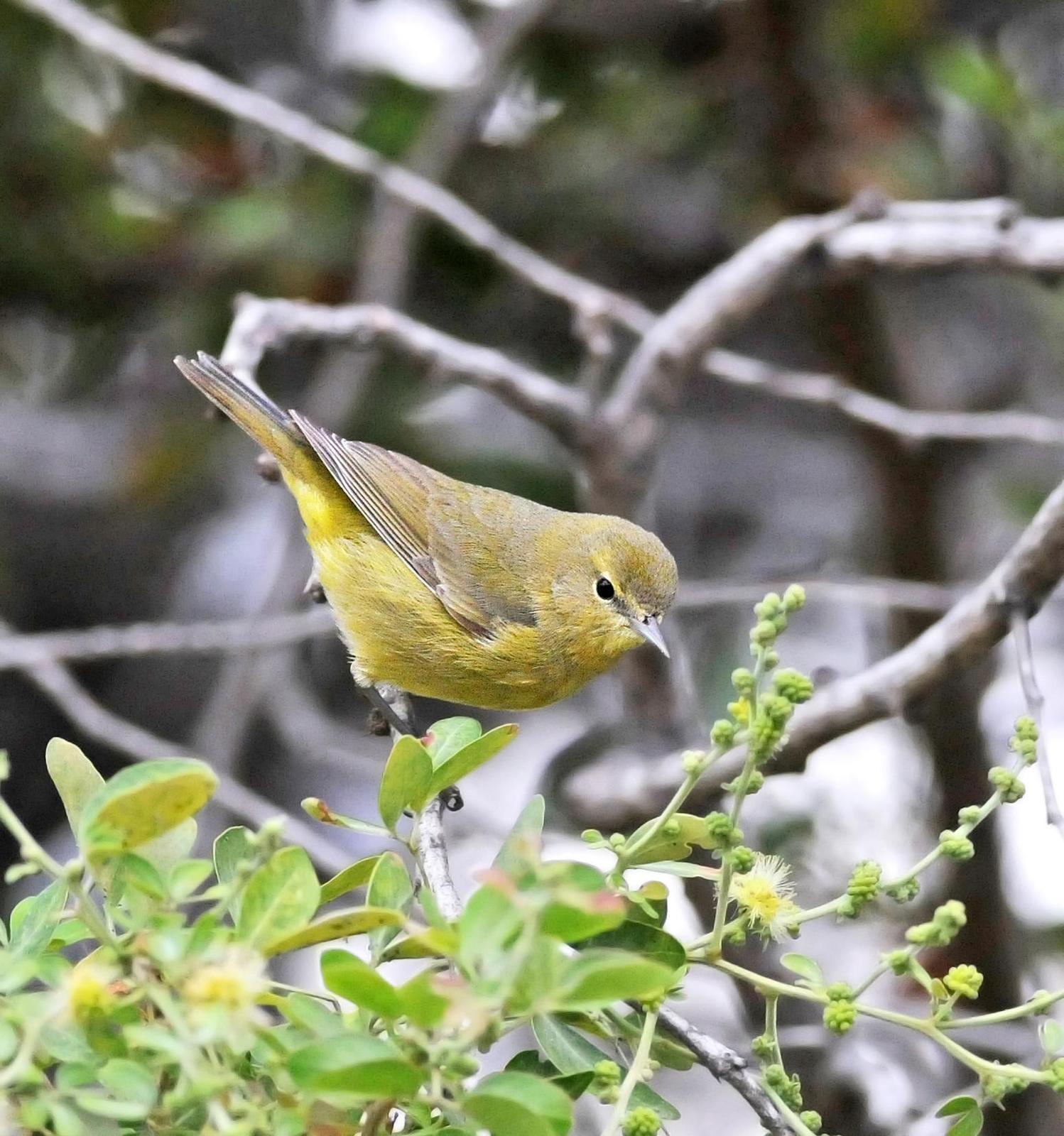 Orange-crowned Warbler (lutescens) Photo by Steven Mlodinow