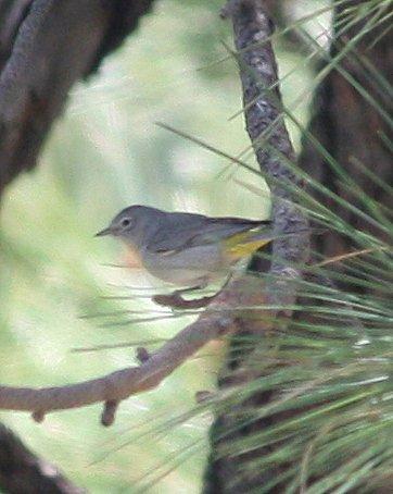 Virginia's Warbler Photo by Andrew Core