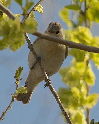 Lucy's Warbler Photo by Gerald Hoekstra