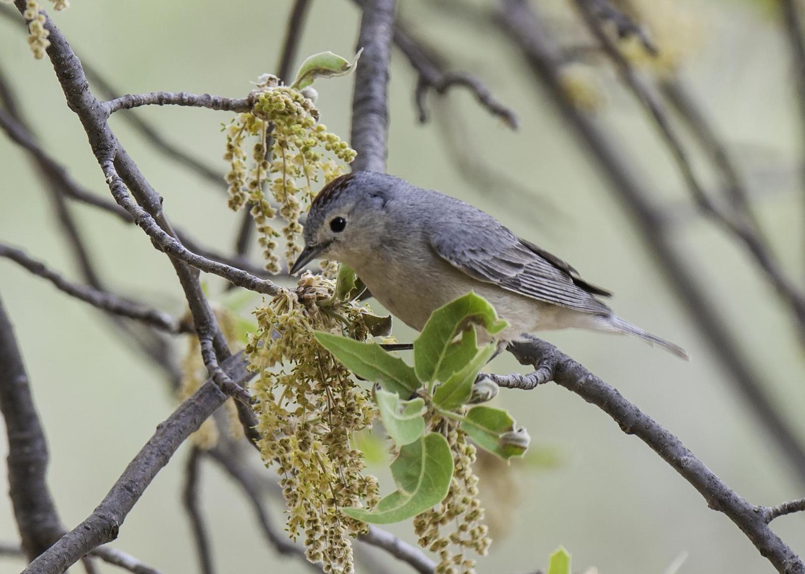Lucy's Warbler Photo by Mason Rose