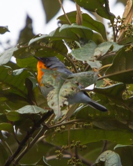 Flame-throated Warbler Photo by Kevin Berkoff