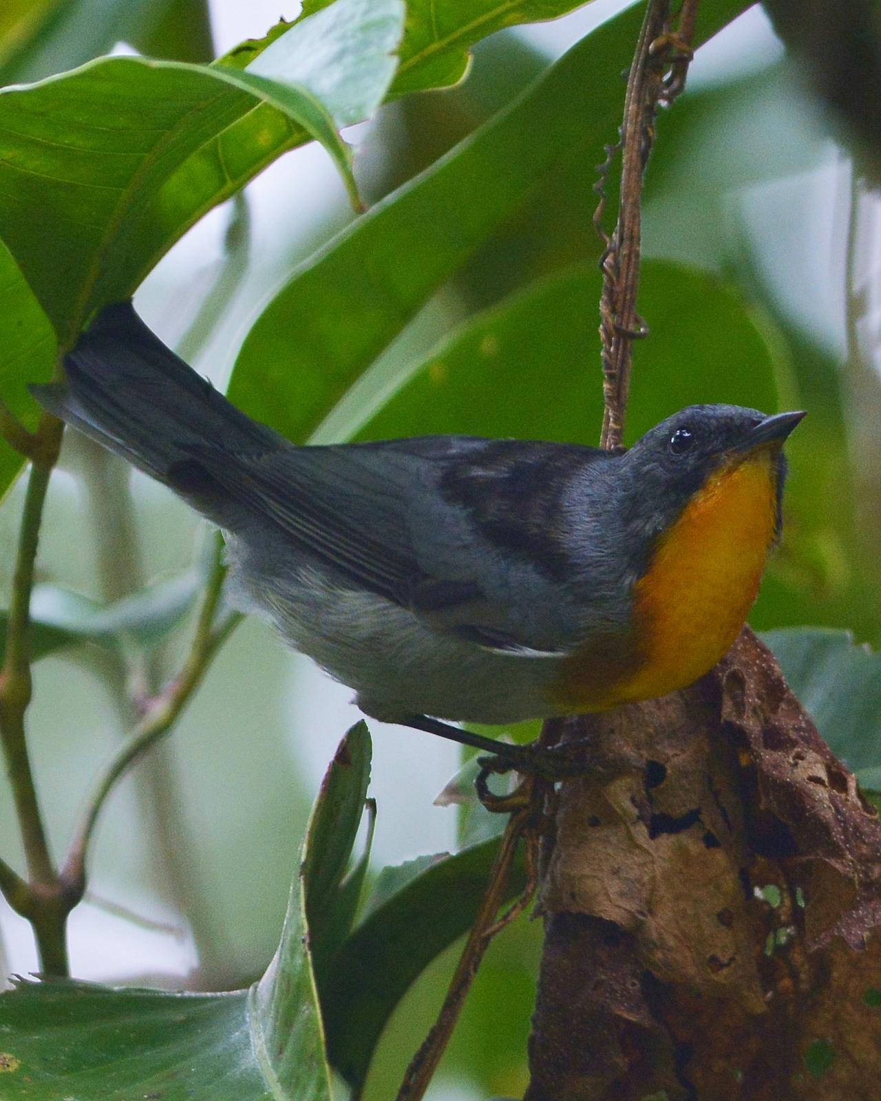 Flame-throated Warbler Photo by David Hollie
