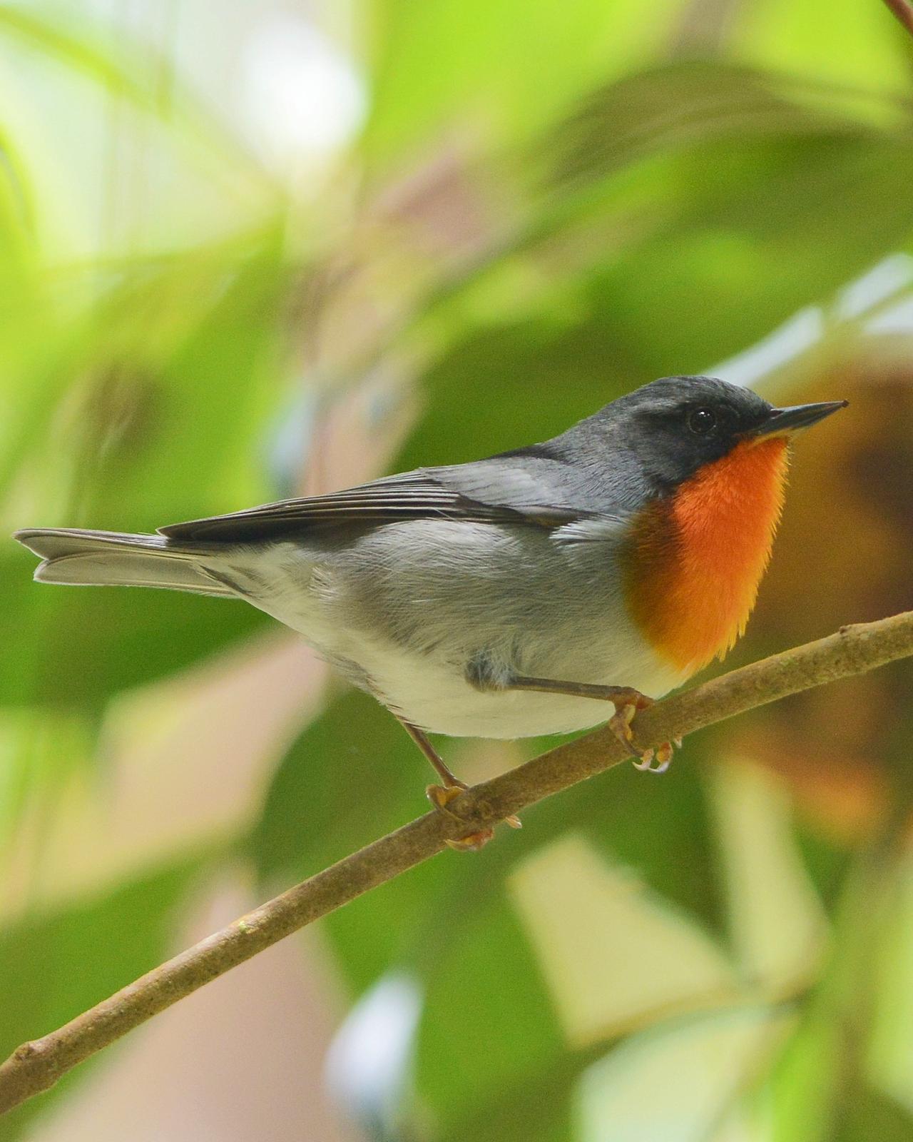 Flame-throated Warbler Photo by David Hollie