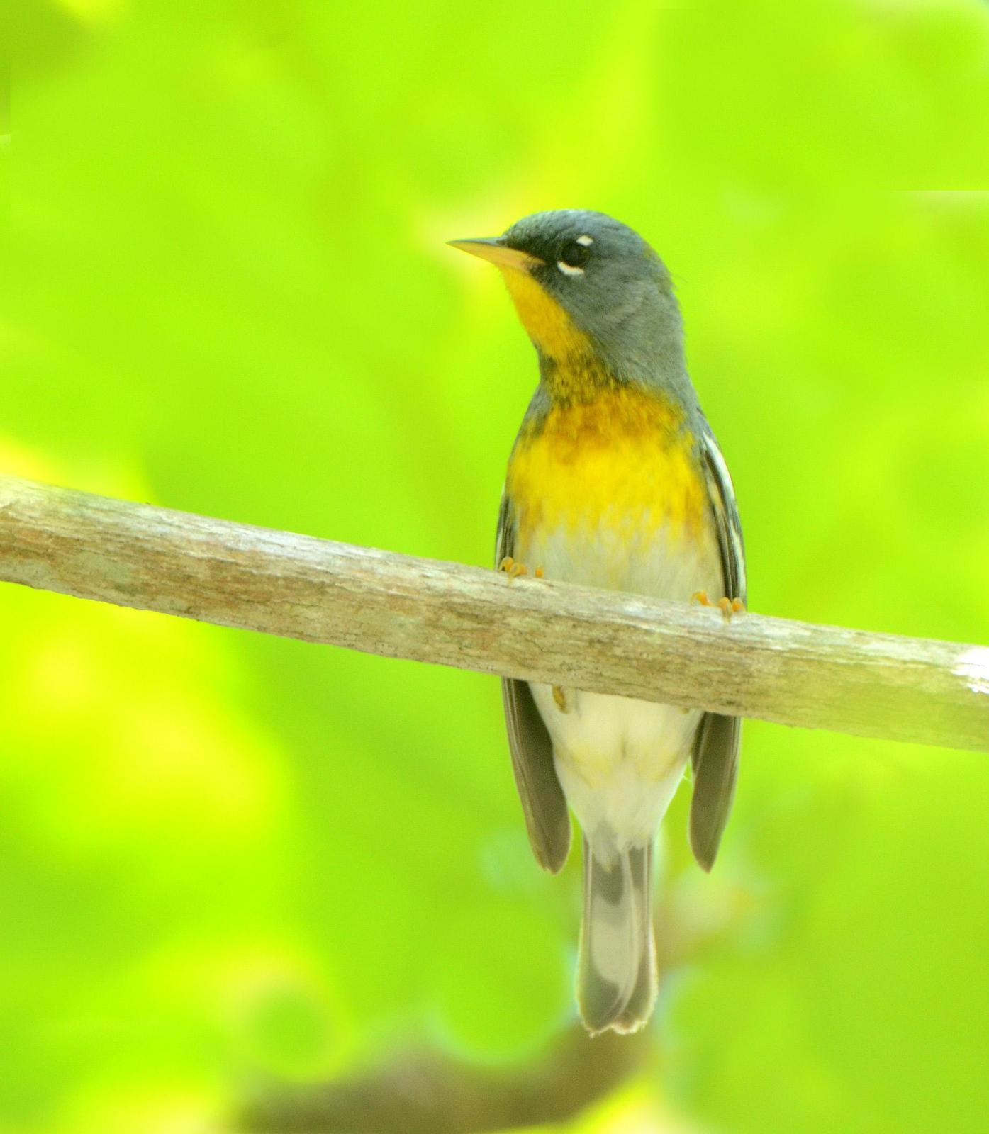 Northern Parula Photo by Steven Mlodinow