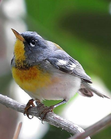 Northern Parula Photo by Kevin Brabble