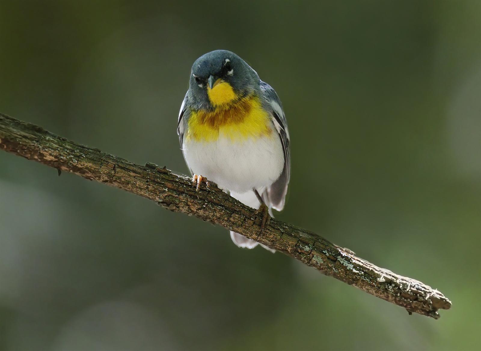 Northern Parula Photo by Emily Willoughby