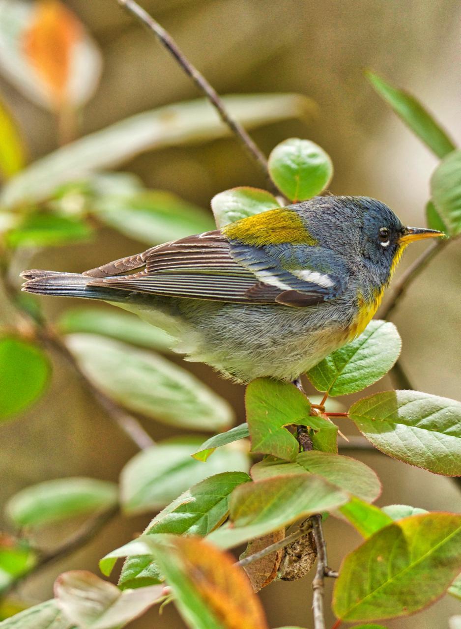 Northern Parula Photo by Brian Avent