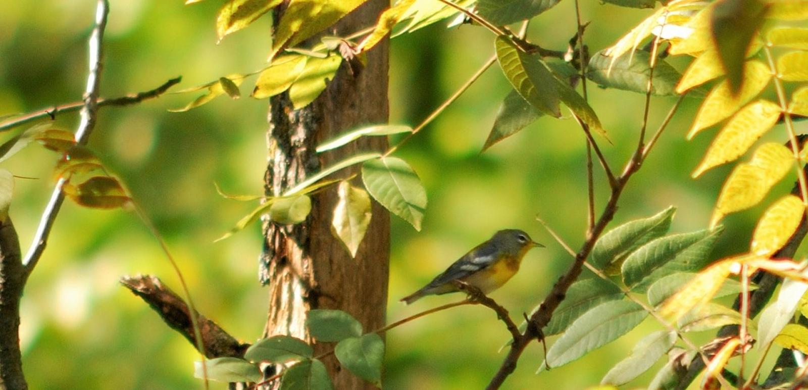 Northern Parula Photo by RM Beck