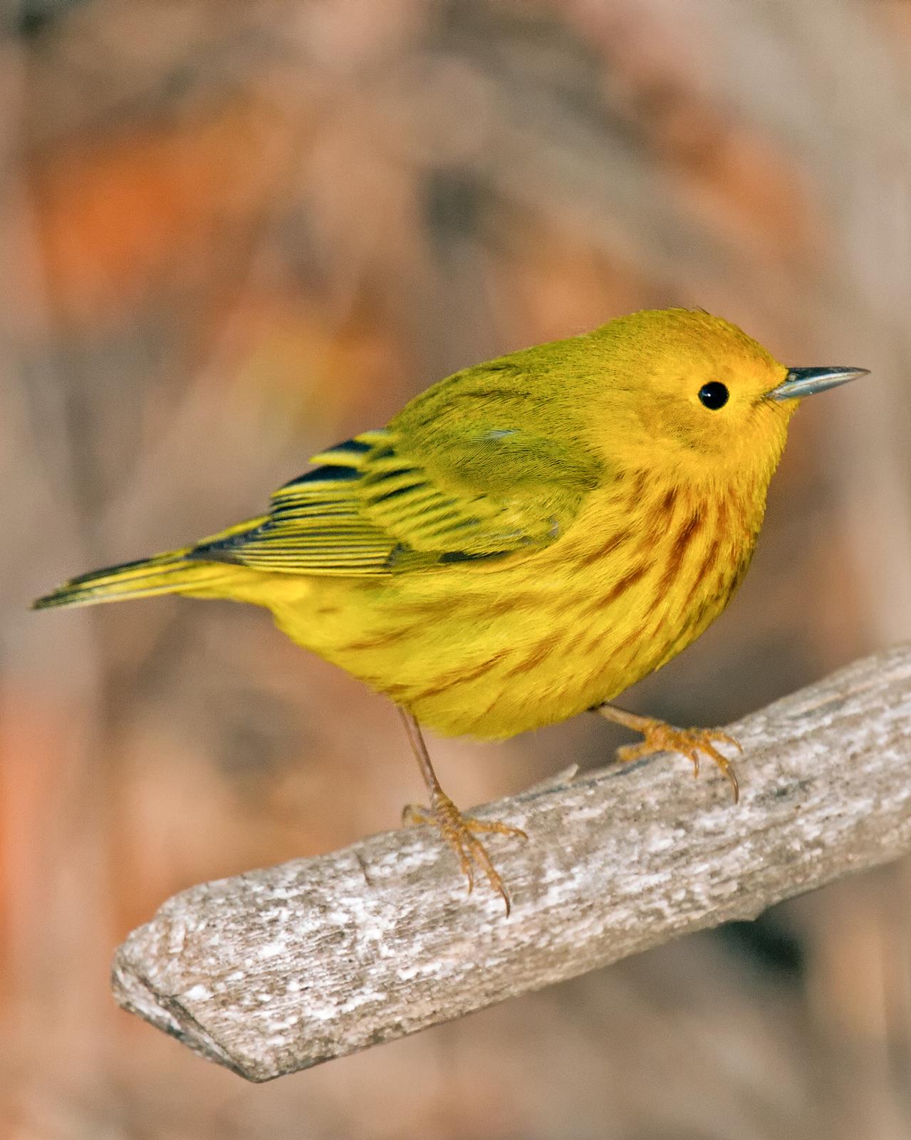 Yellow Warbler Photo by JC Knoll
