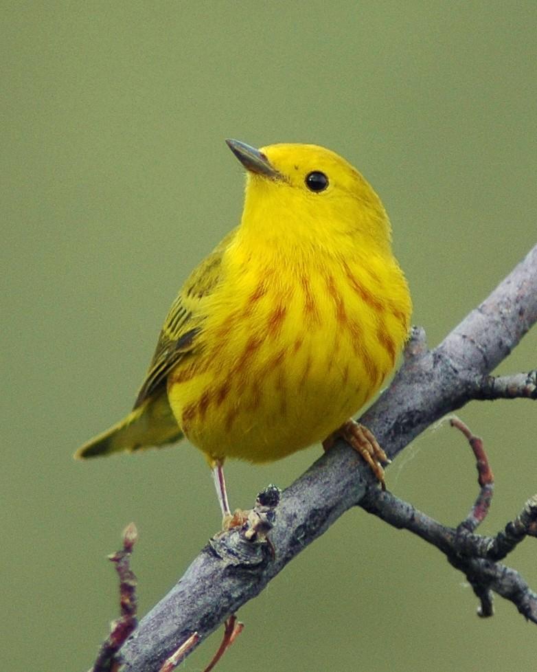Yellow Warbler Photo by David Hollie