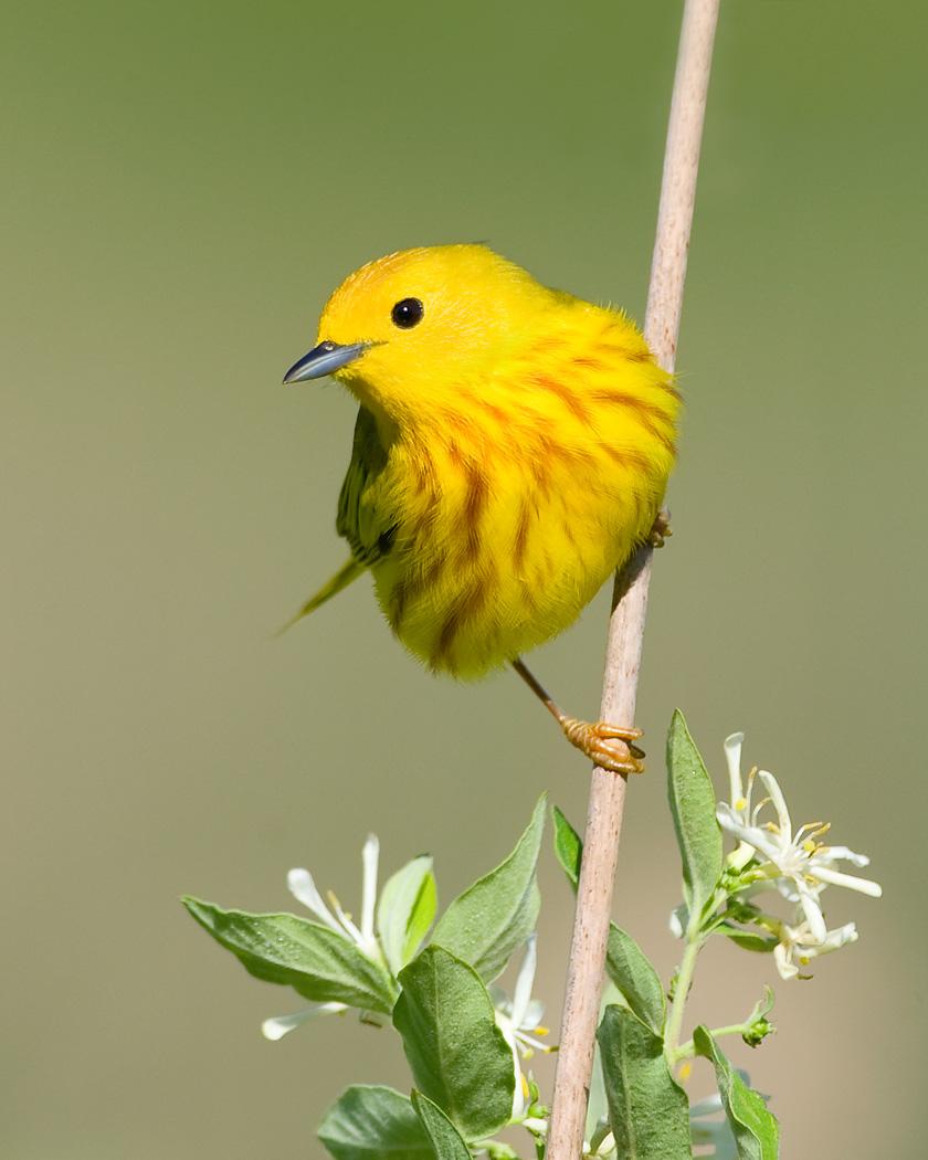 Yellow Warbler Photo by Josh Haas