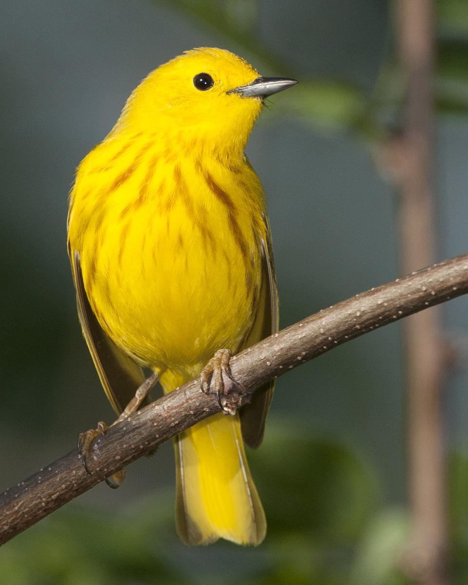 Yellow Warbler Photo by Jeff Moore