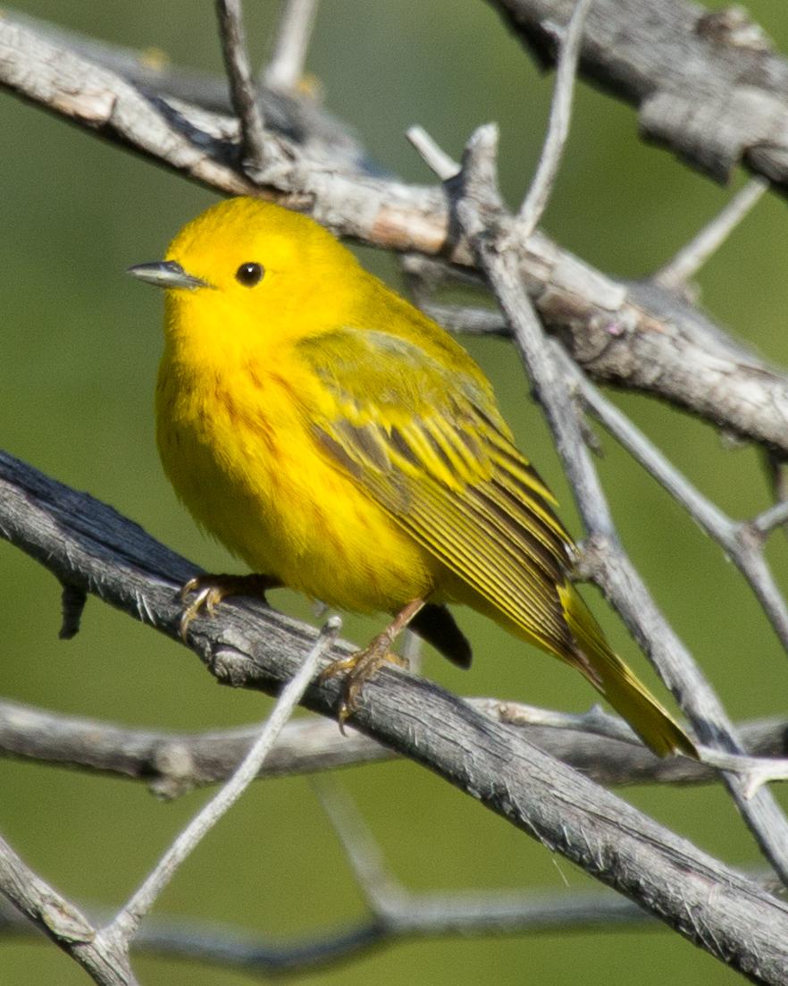 Yellow Warbler Photo by Anita Strawn de Ojeda