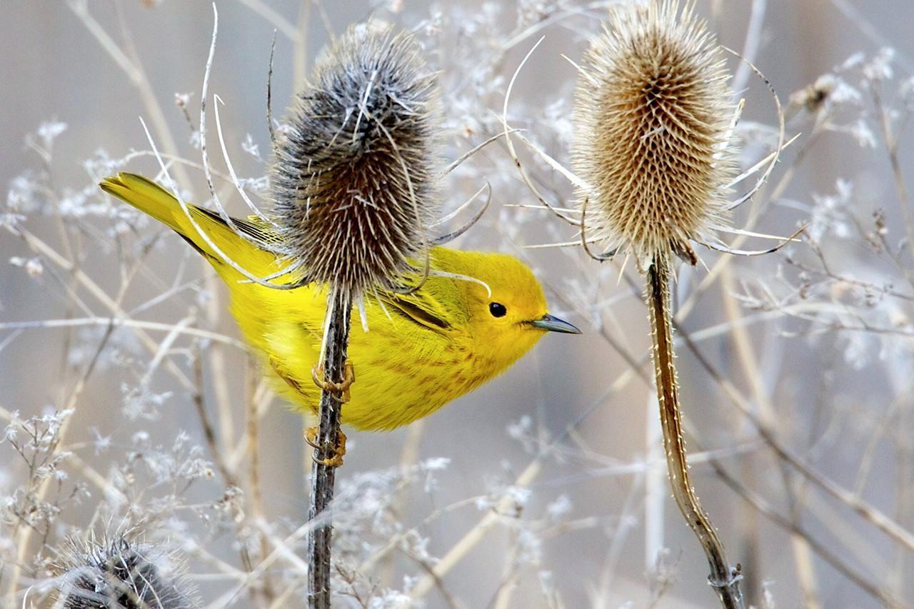 Yellow Warbler Photo by Eric Liskay