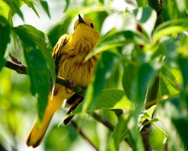 Yellow Warbler Photo by Jean-Pierre LaBrèche