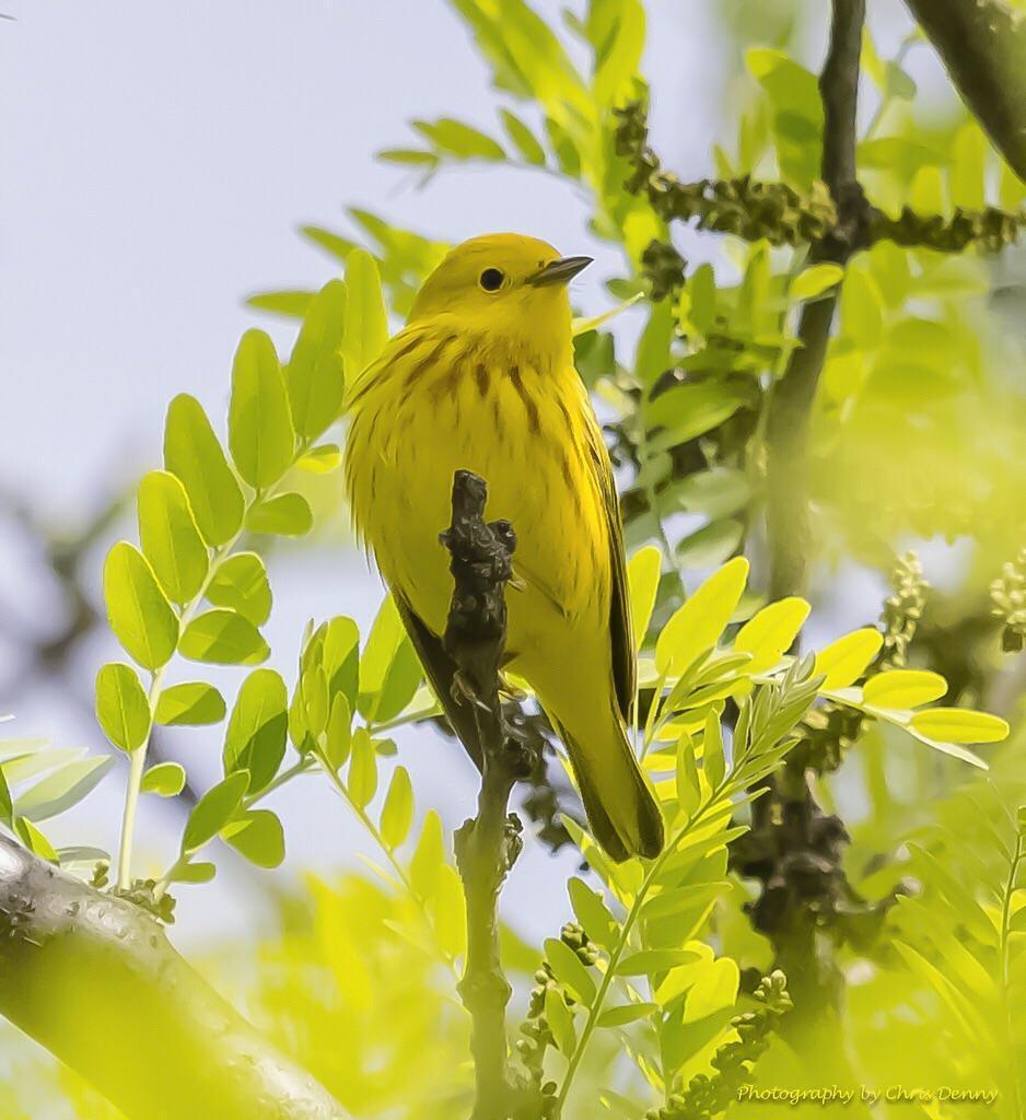 Yellow Warbler Photo by Chris Denny