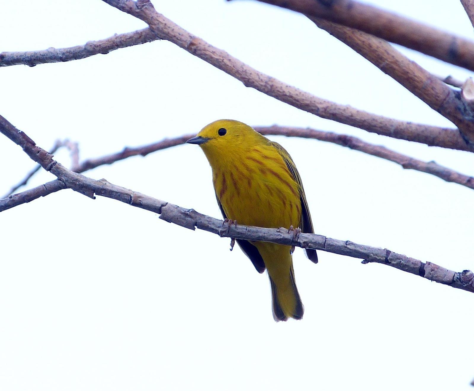 Yellow Warbler Photo by Mark Nikas